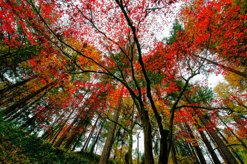 Red-leafed Trees in Forest — Red, Serene, Autumn, Photograph, Autumn Leaves