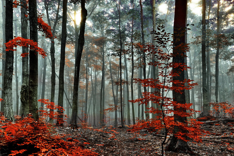 Red-leafed Trees in Forest — Red, Serene, Autumn, Photograph, Fog