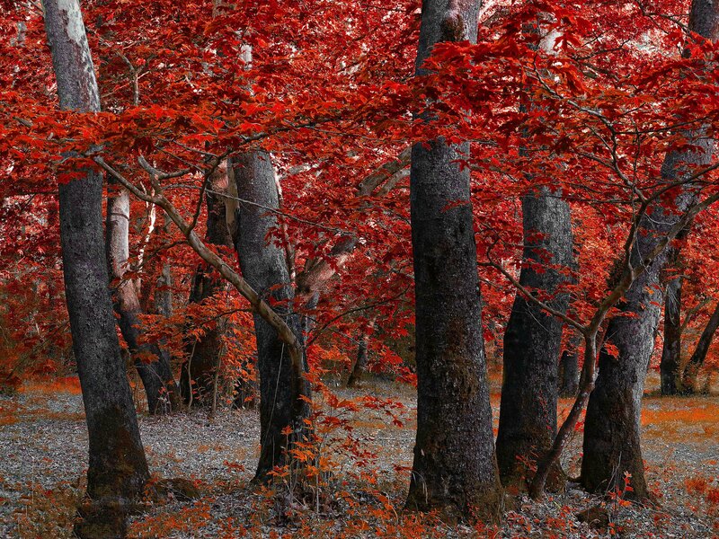 Red-leafed Trees in Forest — Red, Serene, Autumn, Photograph, Leaves, Forest Floor