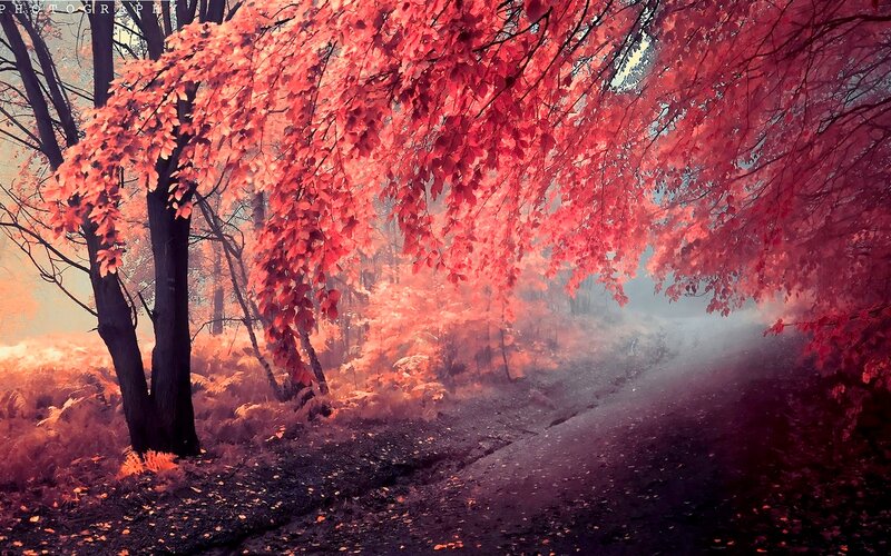 Red-leafed Trees in Forest — Red, Serene, Autumn, Photograph