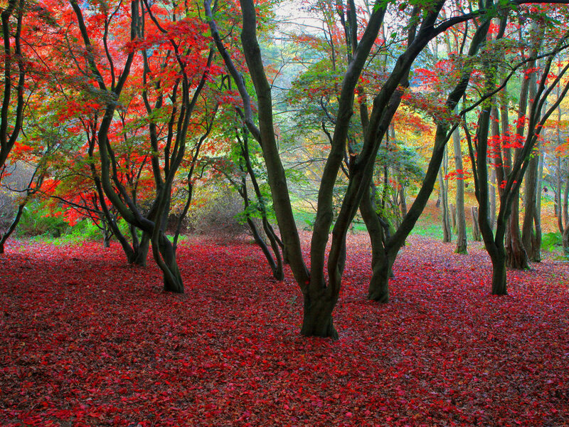 Red-leafed Trees in Forest — Red, Serene