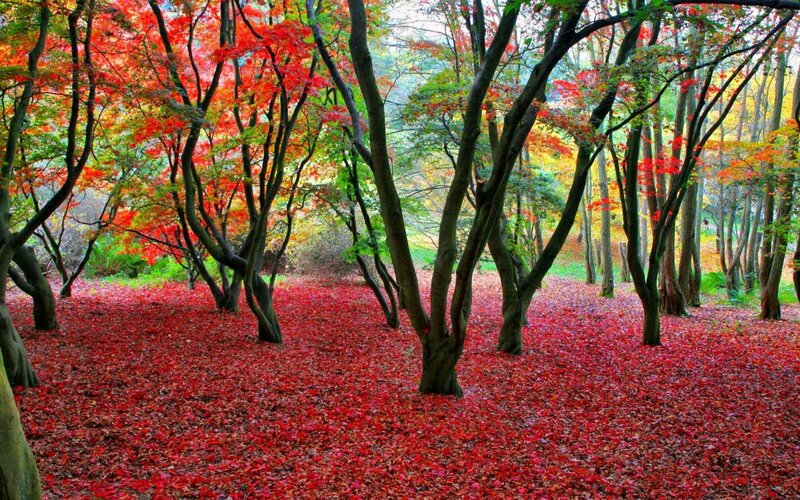Red-leafed Trees in Forest — Red