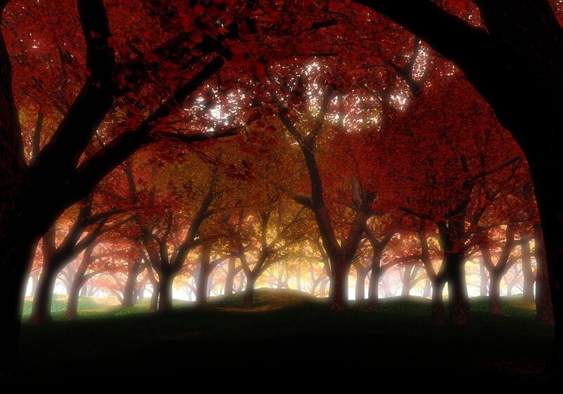 Red-leafed Trees in Forest