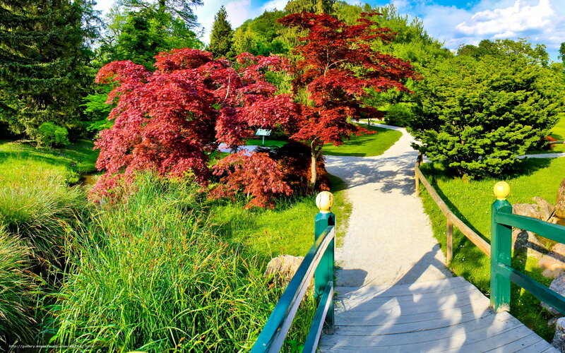 Red-leafed Trees in Garden — Green