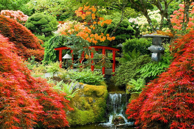 Red-leafed Trees in Garden — Red, Serene, Autumn