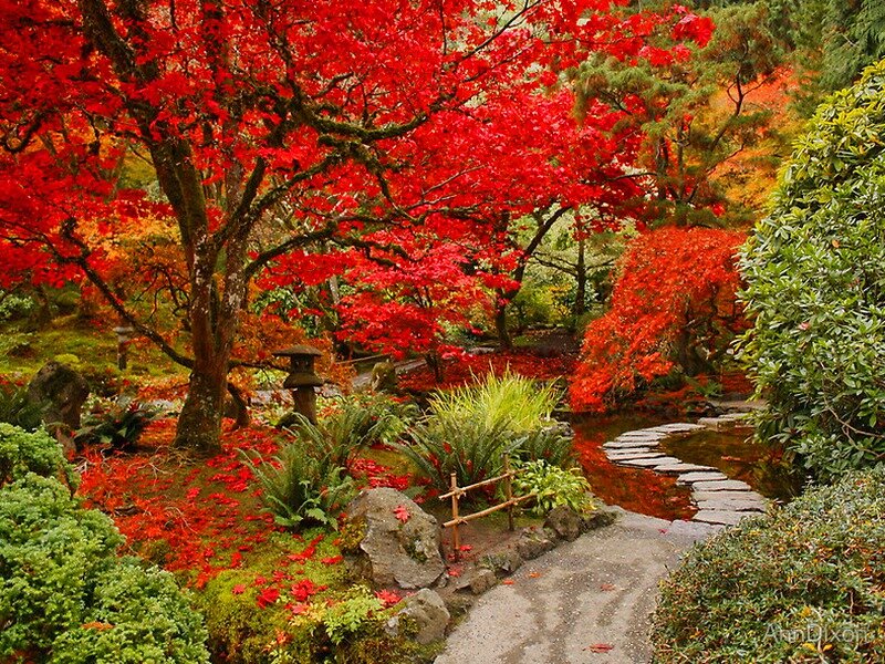 Red-leafed Trees in Garden — Red, Serene