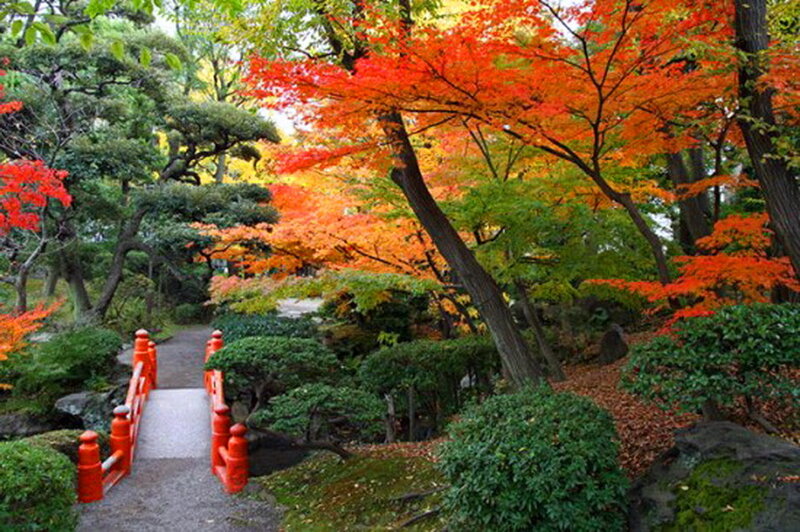 Red-leafed Trees in Garden — Red