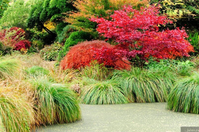 Red-leafed Trees in Garden