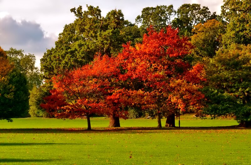Red-leafed Trees in Park — Green