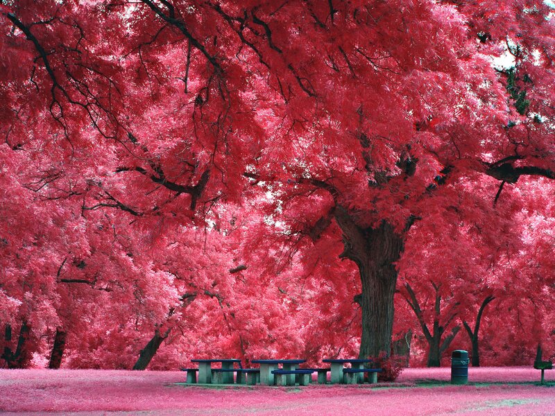Red-leafed Trees in Park — Pink