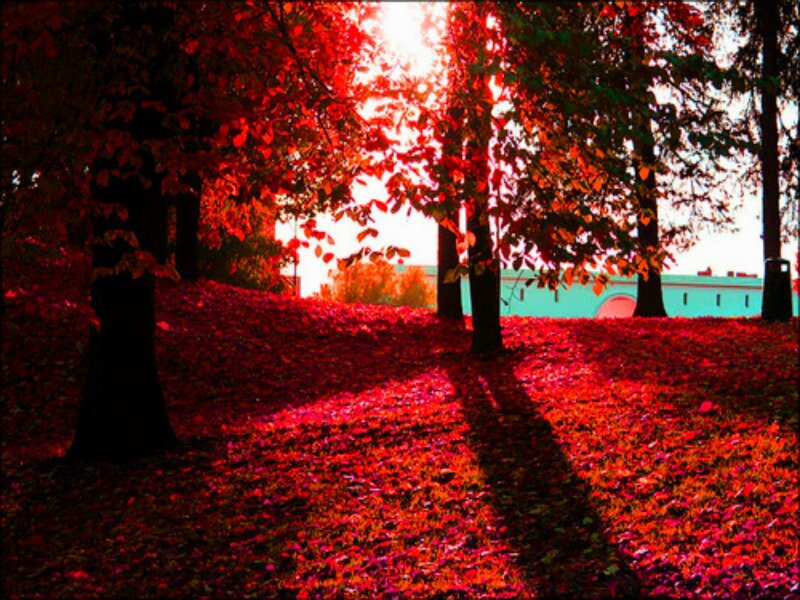 Red-leafed Trees in Park — Red, Dramatic, Autumn