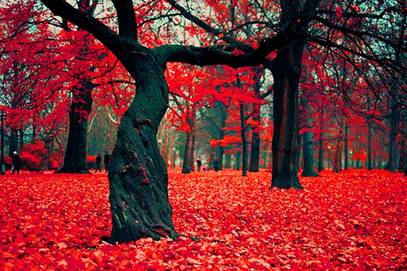 Red-leafed Trees in Park — Red, Dramatic