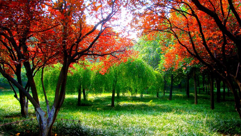 Red-leafed Trees in Park — Red, Serene, Afternoon