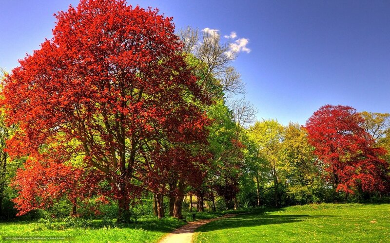 Red-leafed Trees in Park — Red, Serene, Autumn, Photograph, Path, Grass