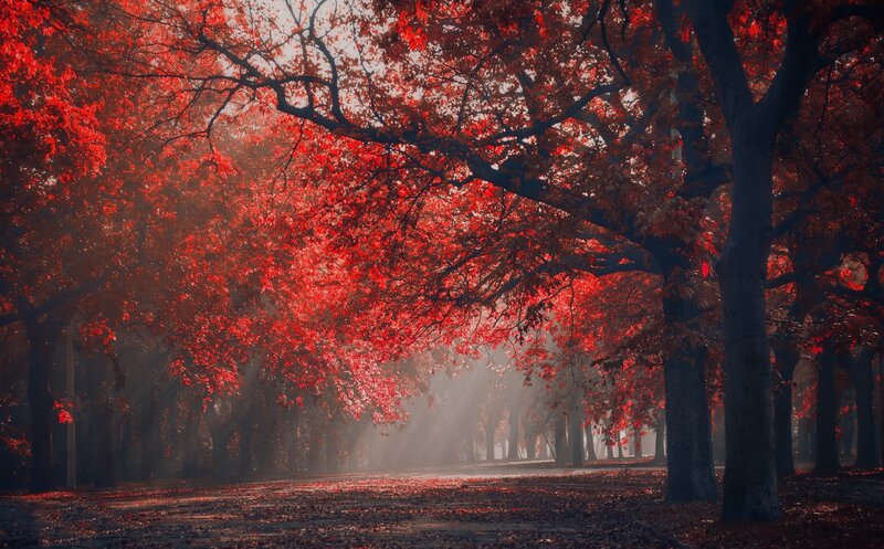 Red-leafed Trees in Park — Red, Serene, Autumn, Photograph, Path