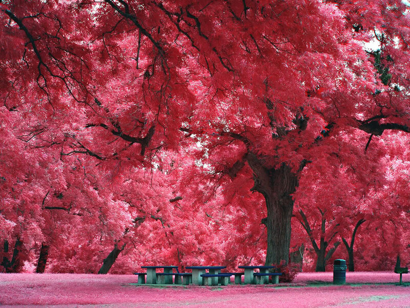 Red-leafed Trees in Park — Red, Serene, Autumn, Photograph, Picnic Tables