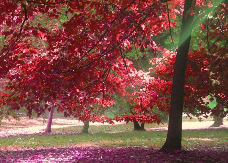 Red-leafed Trees in Park — Red, Serene, Autumn, Photograph