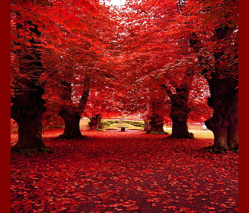 Red-leafed Trees in Park — Red