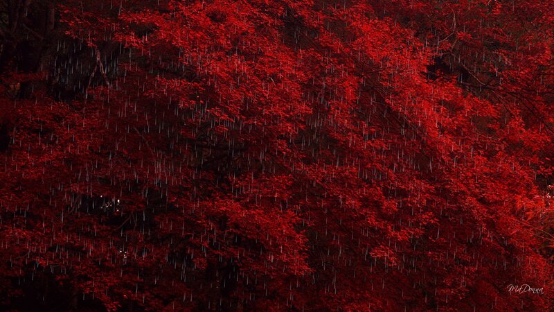 Red-leafed Trees in Rain