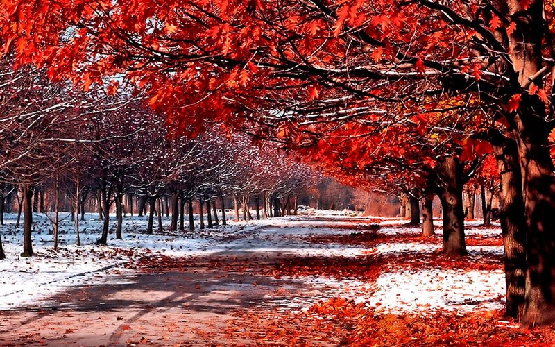 Red-leafed Trees in Snow — Red