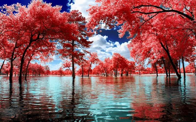 Red-leafed Trees in Water — Red, Dramatic, Afternoon