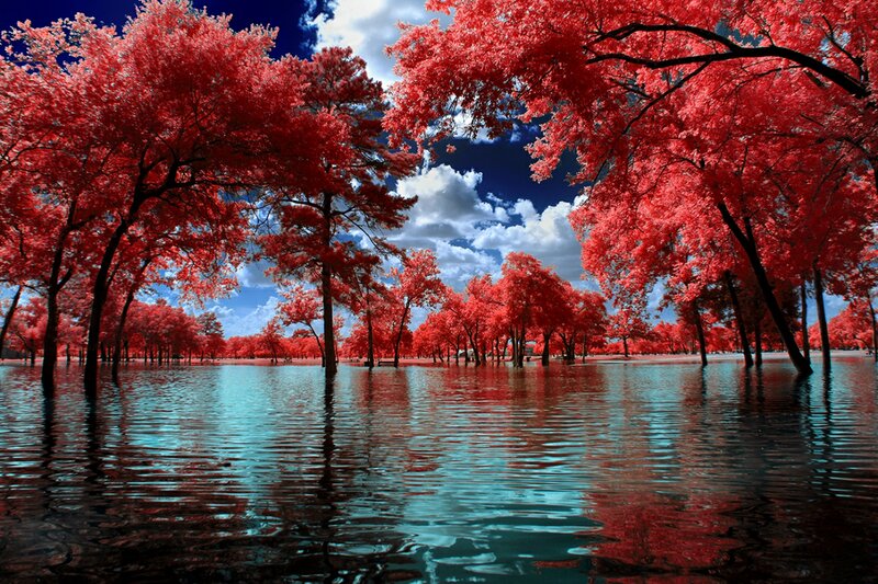 Red-leafed Trees in Water — Red, Dramatic