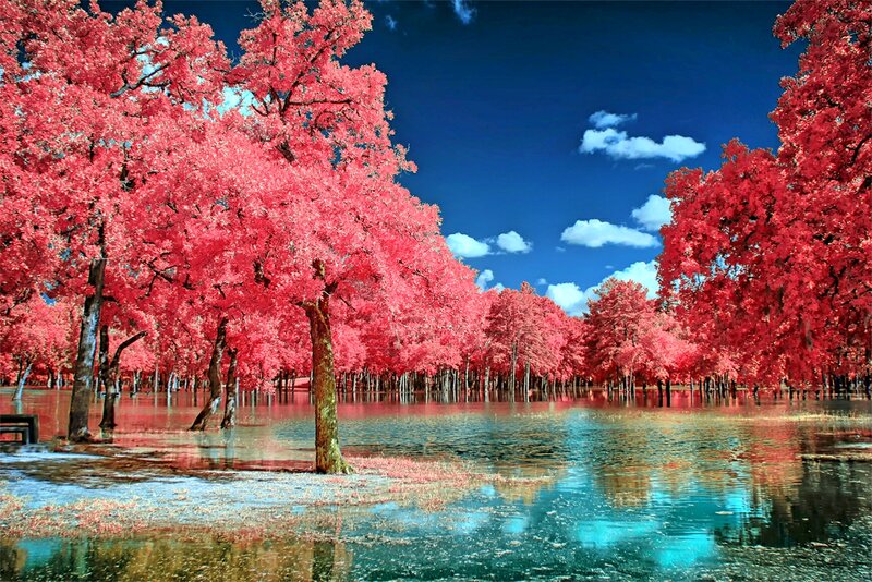 Red-leafed Trees in Water — Red, Serene
