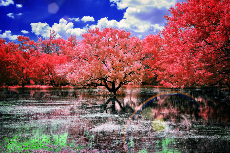 Red-leafed Trees in Water — Red