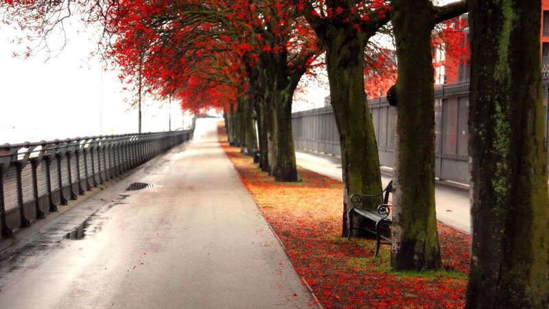 Red-leafed trees on a path