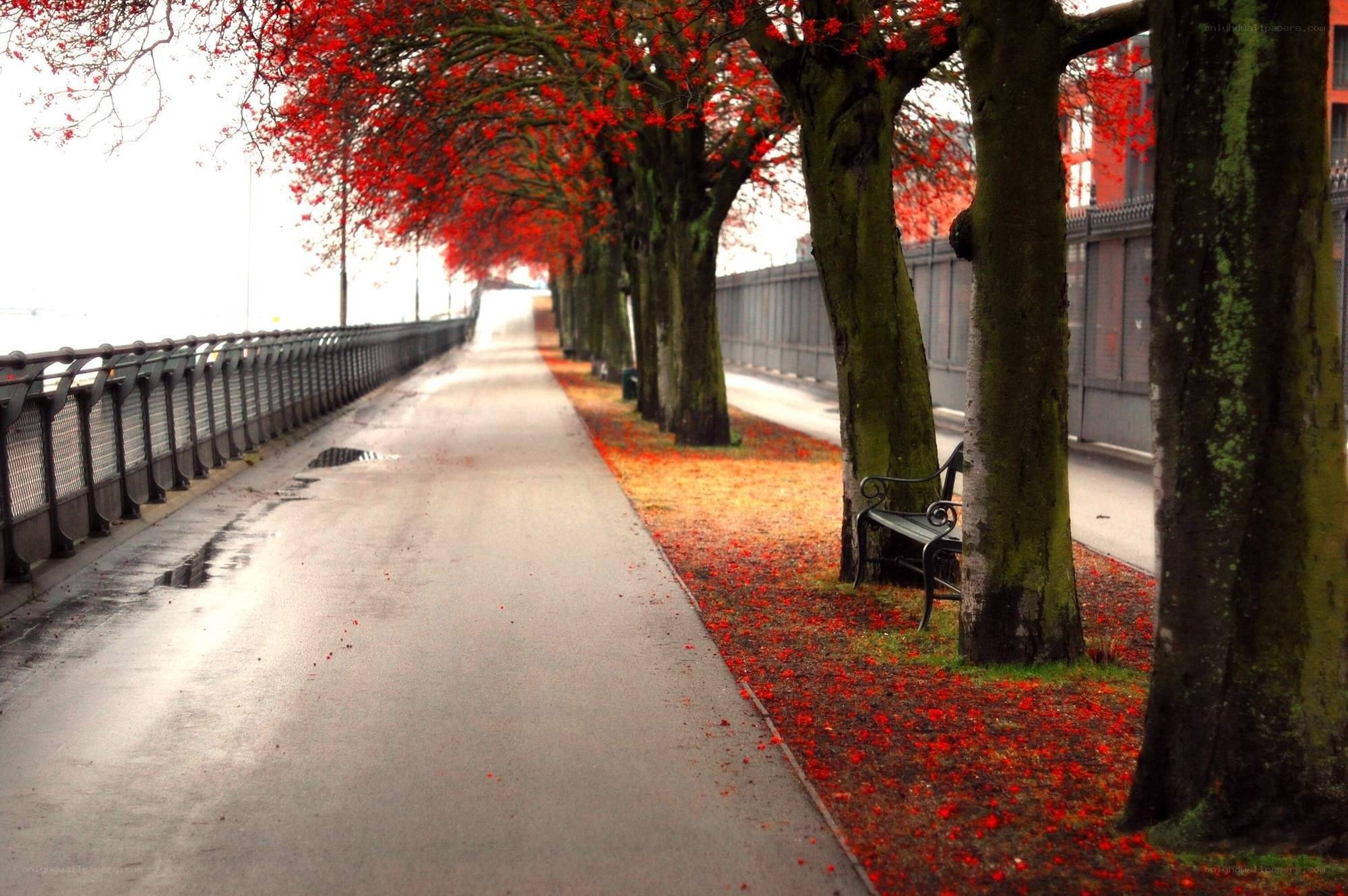 Red-leafed trees on a path