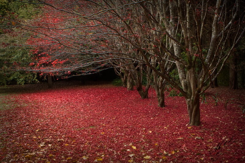 Red-leafed Trees on Ground