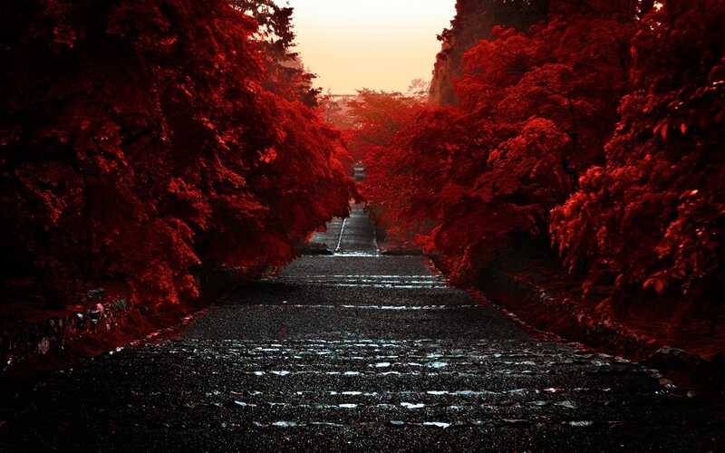 Red-leafed Trees on Path — Red, Dramatic, Sunset, Photograph, Sky, Black