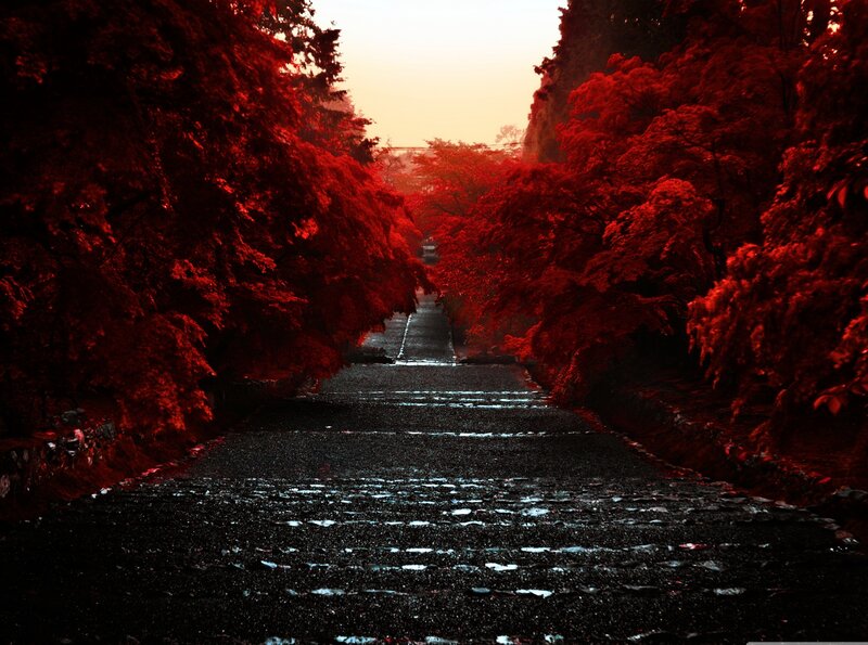 Red-leafed Trees on Path — Red, Dramatic, Sunset, Photograph