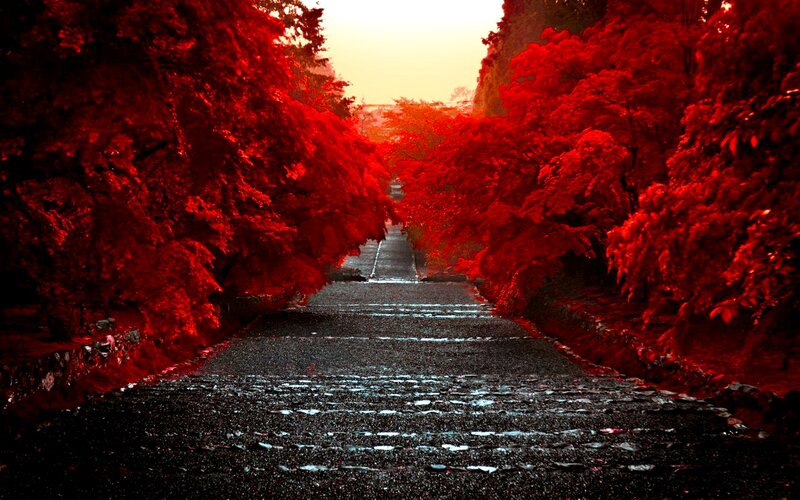 Red-leafed Trees on Path — Red, Dramatic, Sunset