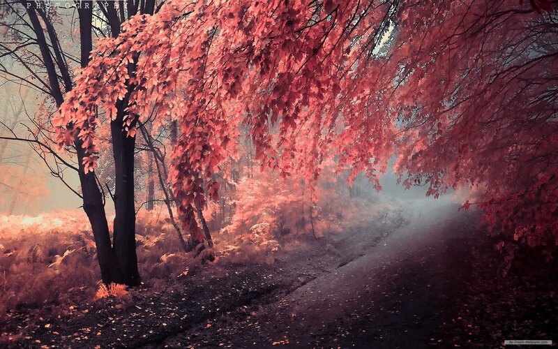 Red-leafed Trees on Path — Red, Misty
