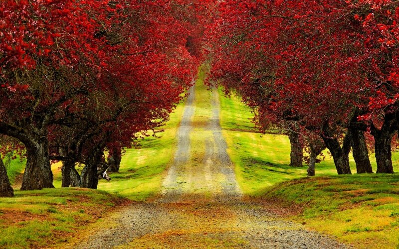 Red-leafed Trees on Path — Red, Serene, Autumn, Photograph, Grass