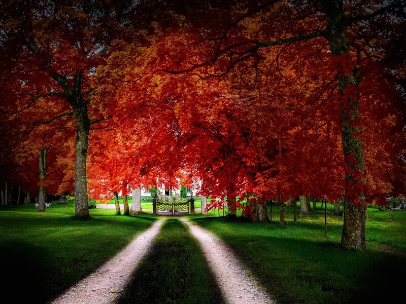 Red-leafed Trees on Path — Red, Serene, Autumn, Photograph