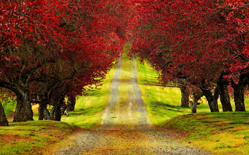 Red-leafed Trees on Path — Red, Serene, Autumn