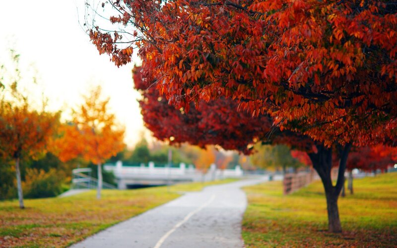 Red-leafed Trees on Path — Red