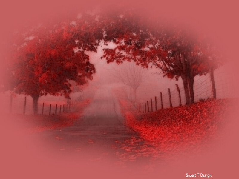 Red-leafed Trees on Path