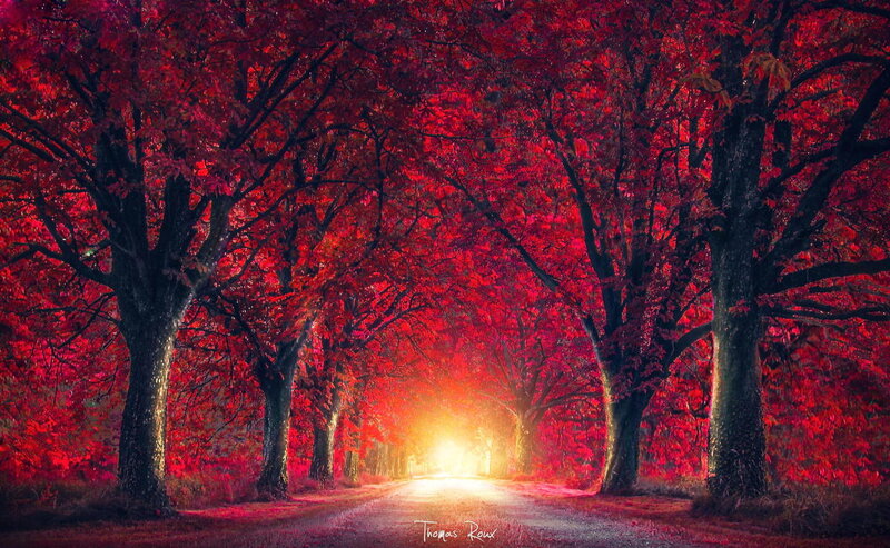 Red-leafed Trees on Road — Red, Dramatic