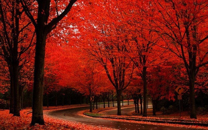 Red-leafed Trees on Road — Red, Serene, Autumn, Photograph