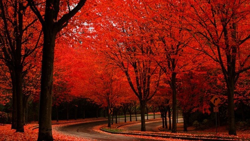 Red-leafed Trees on Road — Red, Serene, Autumn