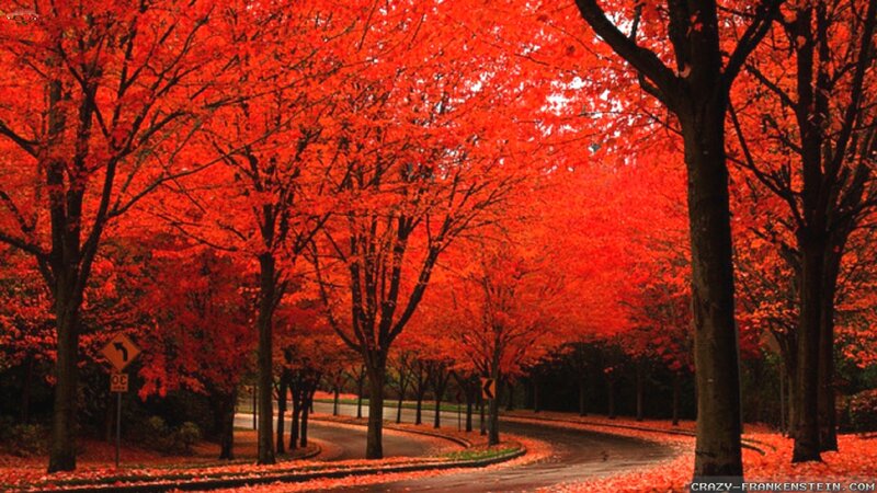 Red-leafed Trees on Road — Red, Serene