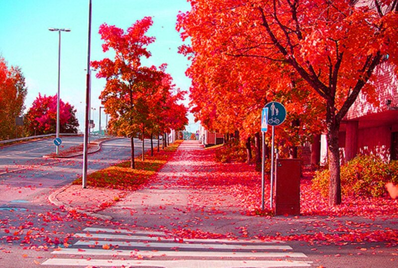 Red-leafed Trees on Sidewalk