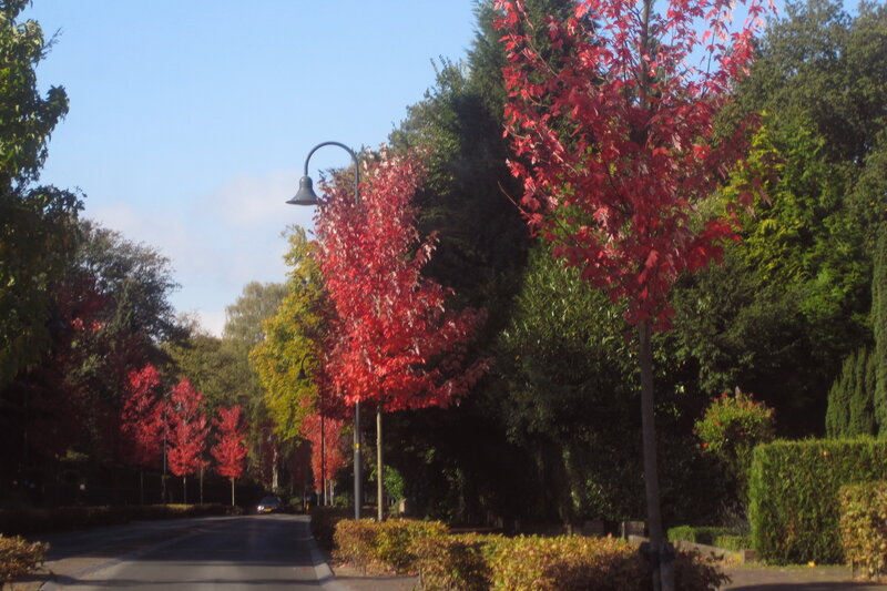 Red-leafed Trees on Street — Red