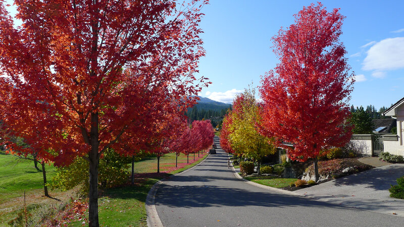 Red-leafed Trees on Street