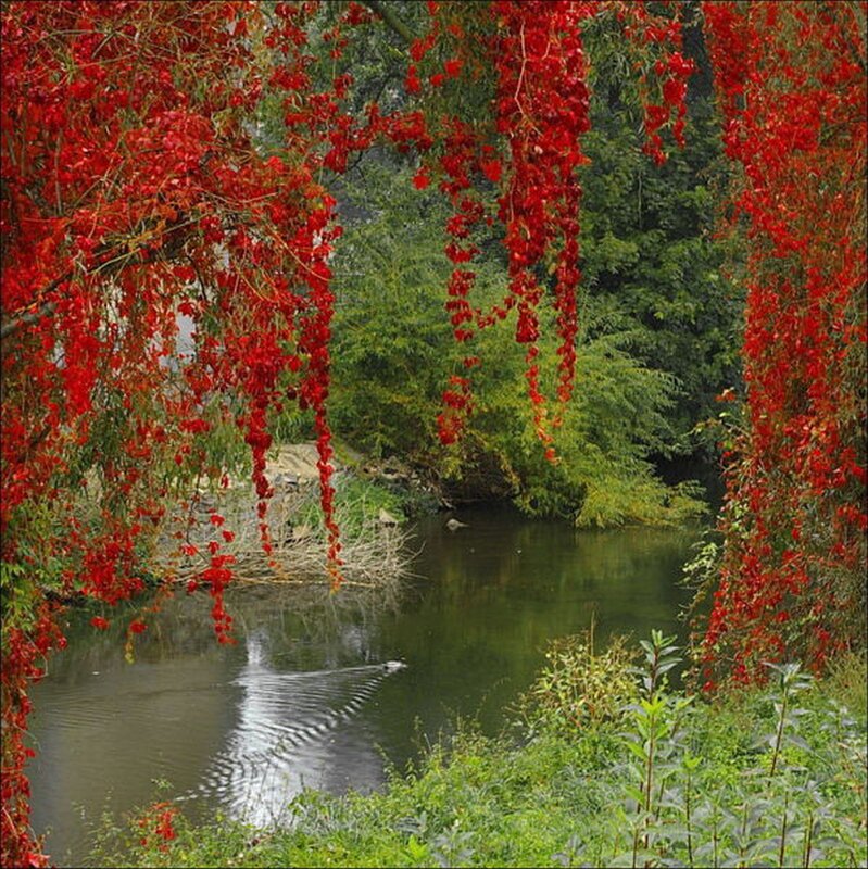 Red-leafed trees over a river