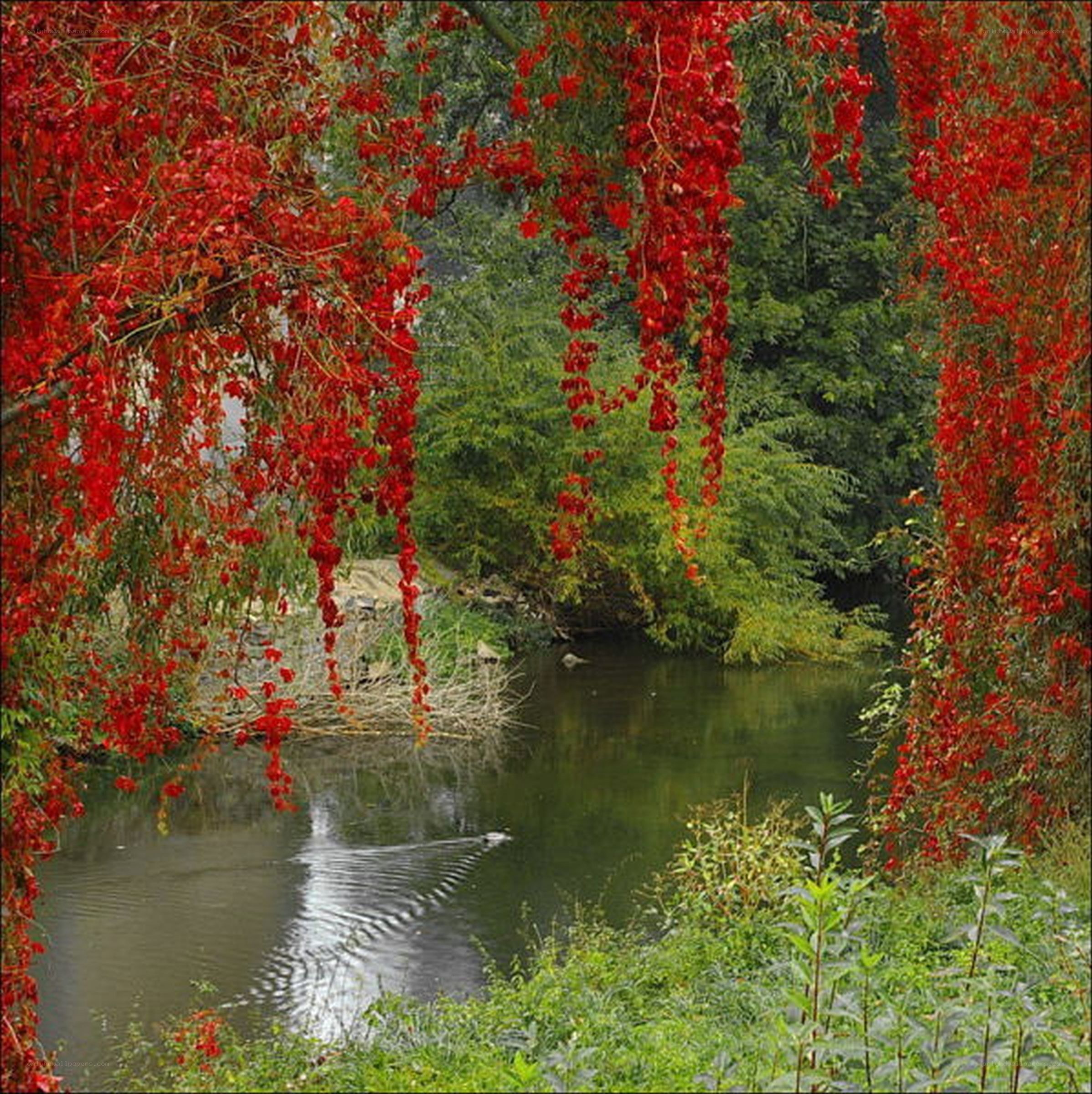 Red-leafed trees over a river