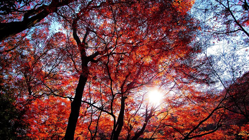 Red-leafed Trees — Red, Dramatic